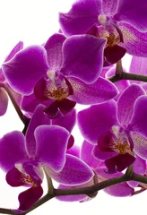 Foto op Plexiglas paarse orchidee © grahammoore999