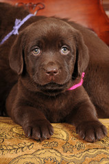 Cute brown puppy portrait