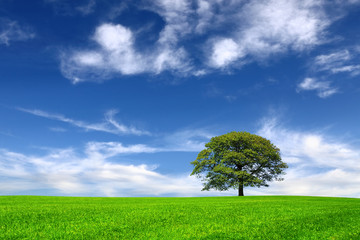 Nature on sky background