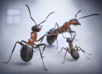 ants play human situation of family scandal