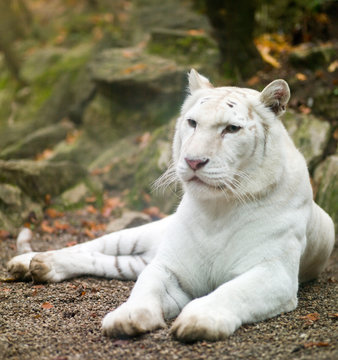 white tiger