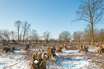 Snowy winter forest after clearcutting