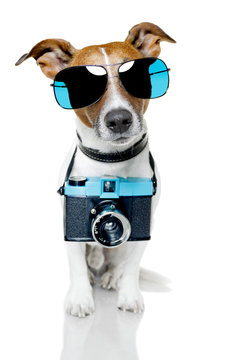 dog photo camera