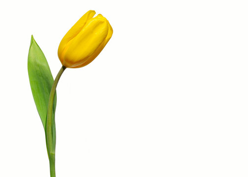 tulipano
