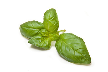 Fresh Basil leaves isolated on a white background.