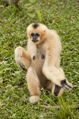 Obraz premium Gibbon
