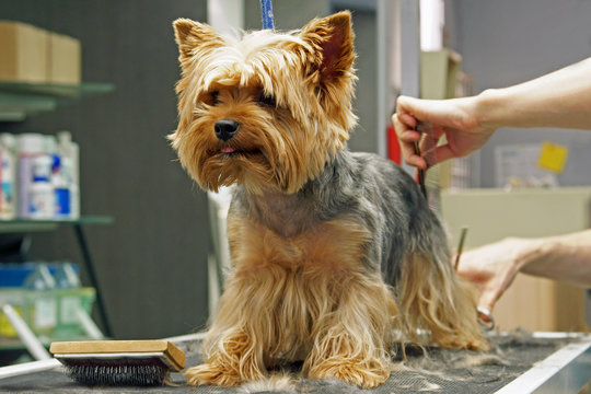 chien - yorkshire - toilettage  # 28