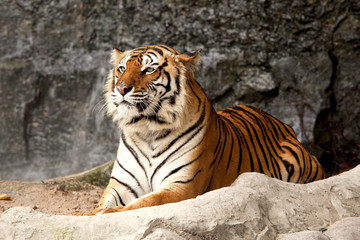 Naklejka na ściany i meble Royal Bengal tiger