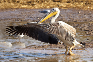 Pelican