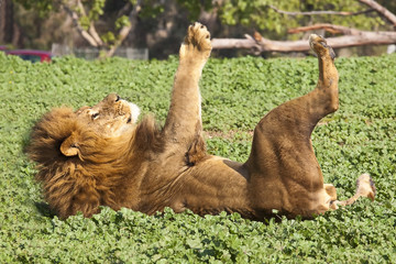 male lion