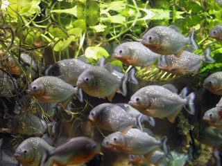 Piranha