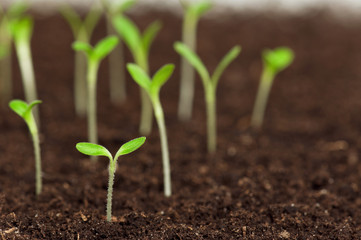 Green seedling