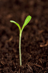 Green seedling