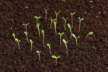 Green seedling