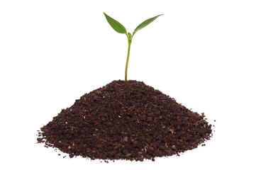Green seedling