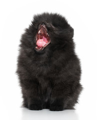 Spitz puppy yawns on a white background