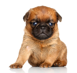 Griffon puppy on a white background