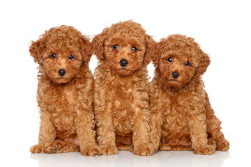 Toy Poodle puppies on a white background