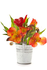 Alstroemeria