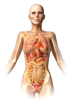 Woman body, with bone skeleton and all interior organs.