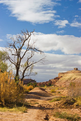 Obraz premium Lonely tree in the Sahara desert, Morocco