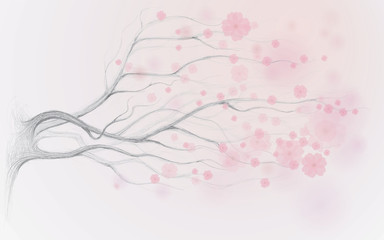 Japanese cherry tree / Spring background