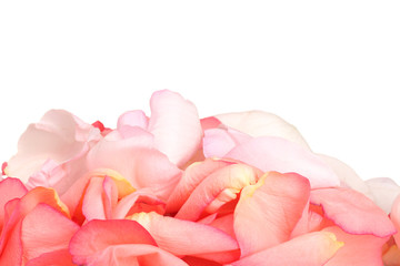 beautiful pink rose petals isolated on white