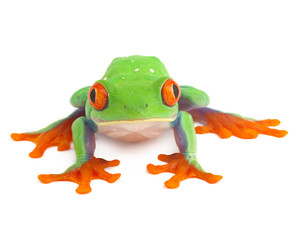 red eye treefrog