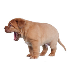 Cute puppy yawning