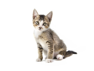 malaysian stray kitten