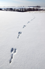 Rabbit tracks on the snow