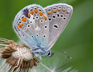 Fototapeta na wymiar Butterfly closeup on a white fluffy dandelion
