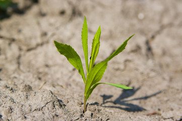 survival