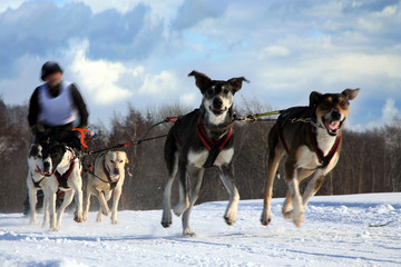 Sled dog - Pasterka, Poland
