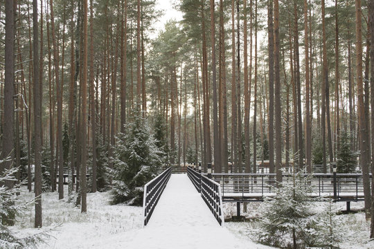 The Katyn forest