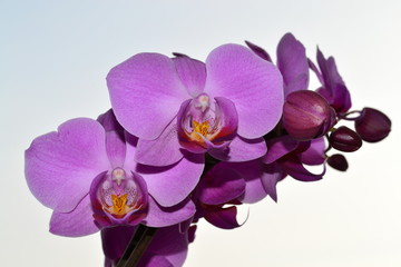 Fototapeta premium kwiat-storczyk