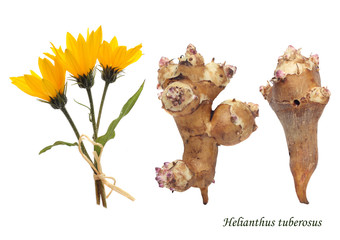 Obraz premium Jerusalem artichoke , isolated over white background.