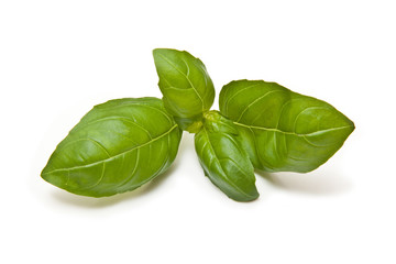 Fresh Basil leaves