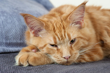 Maine Coon cat