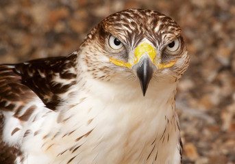 falcon portrait 5166