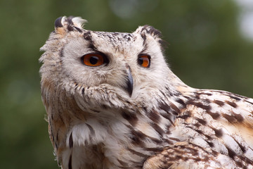 eagle owl portrait 5220