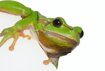Laubfrosch auf weisser Platte