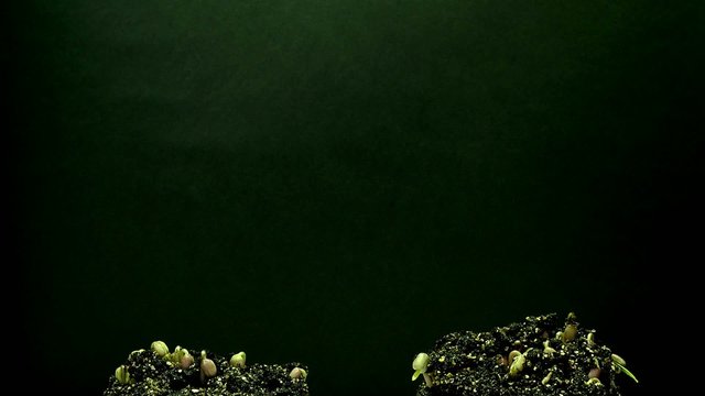 Germination and growth of mung beans