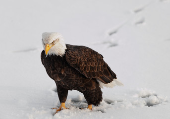 Bald Eagle on the snow.