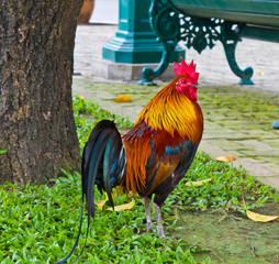 colorfull of the bantam in the green field