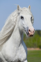 Obraz na płótnie Canvas Biały koń pracuje w lecie