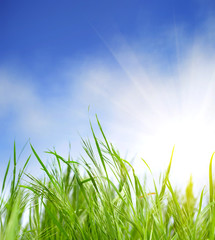 Fototapeta premium grass