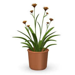 3d render of anighozantos plant