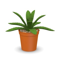 3d render of succulent plant