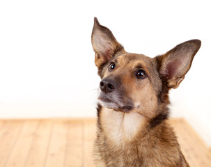 Aufmerksamer Schäferhund-Mischling mit großen Ohren